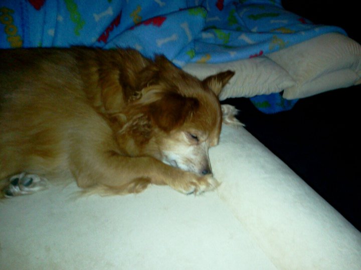 Foxy 2011